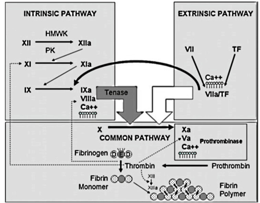 Coagulation Cascade Diagram