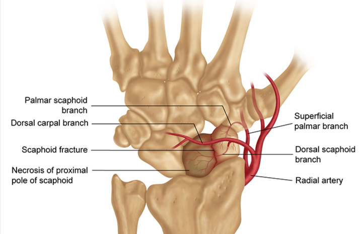 Scaphoid Blood Supply