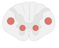 Flashcard 6 image