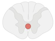Flashcard 9 image