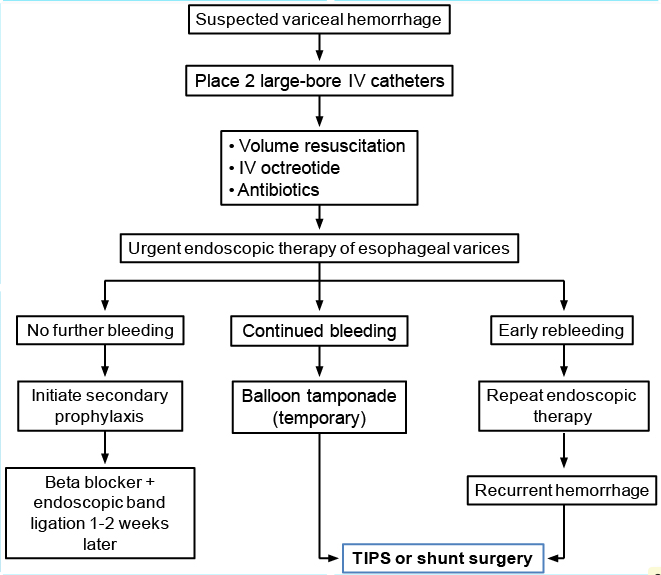 Management of suspected variceal hemorrhage algorithm