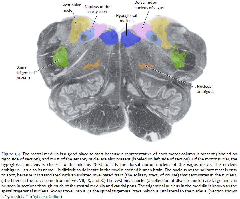 Transverse section of the medulla showing medial motor and lateral sensory nuclei