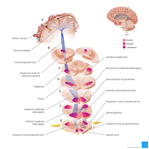 Corticospinal tract pathway from cortex to spinal cord