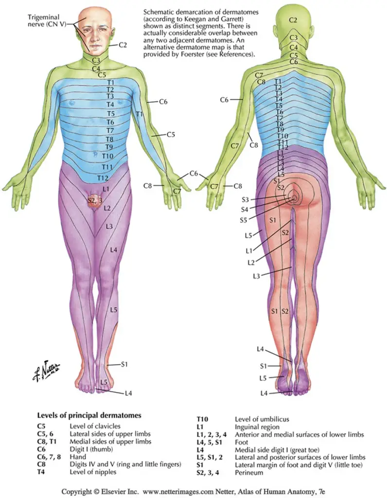 Dermatome overlap and clinical implications — USMLE Lesson | Oncourse