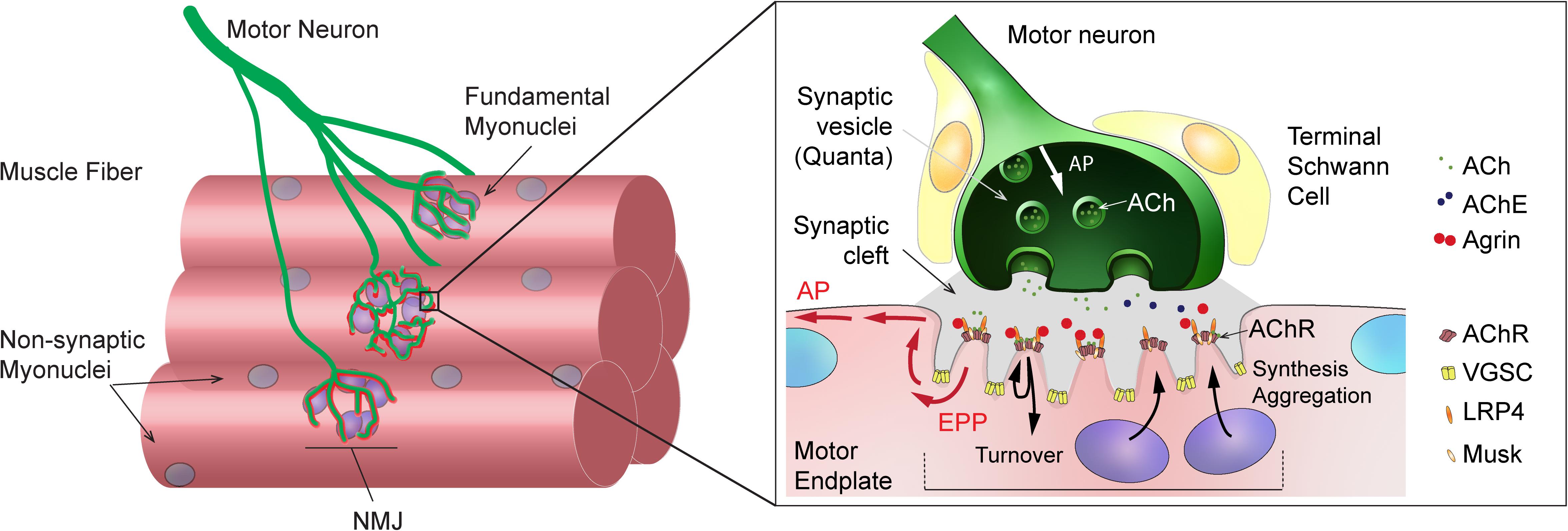 Neuromuscular junction and motor end plate diagram