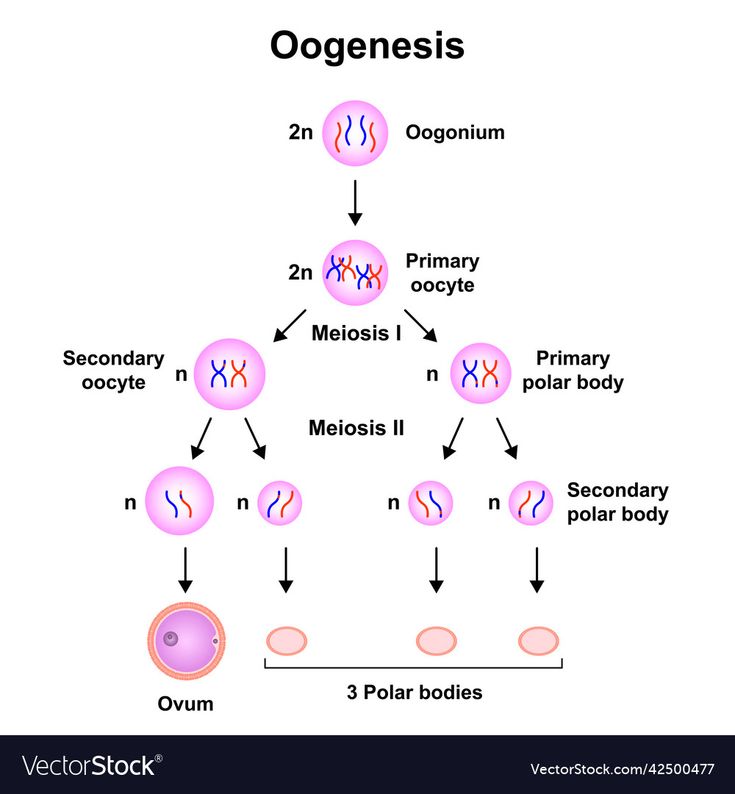 Oogenesis Process Diagram