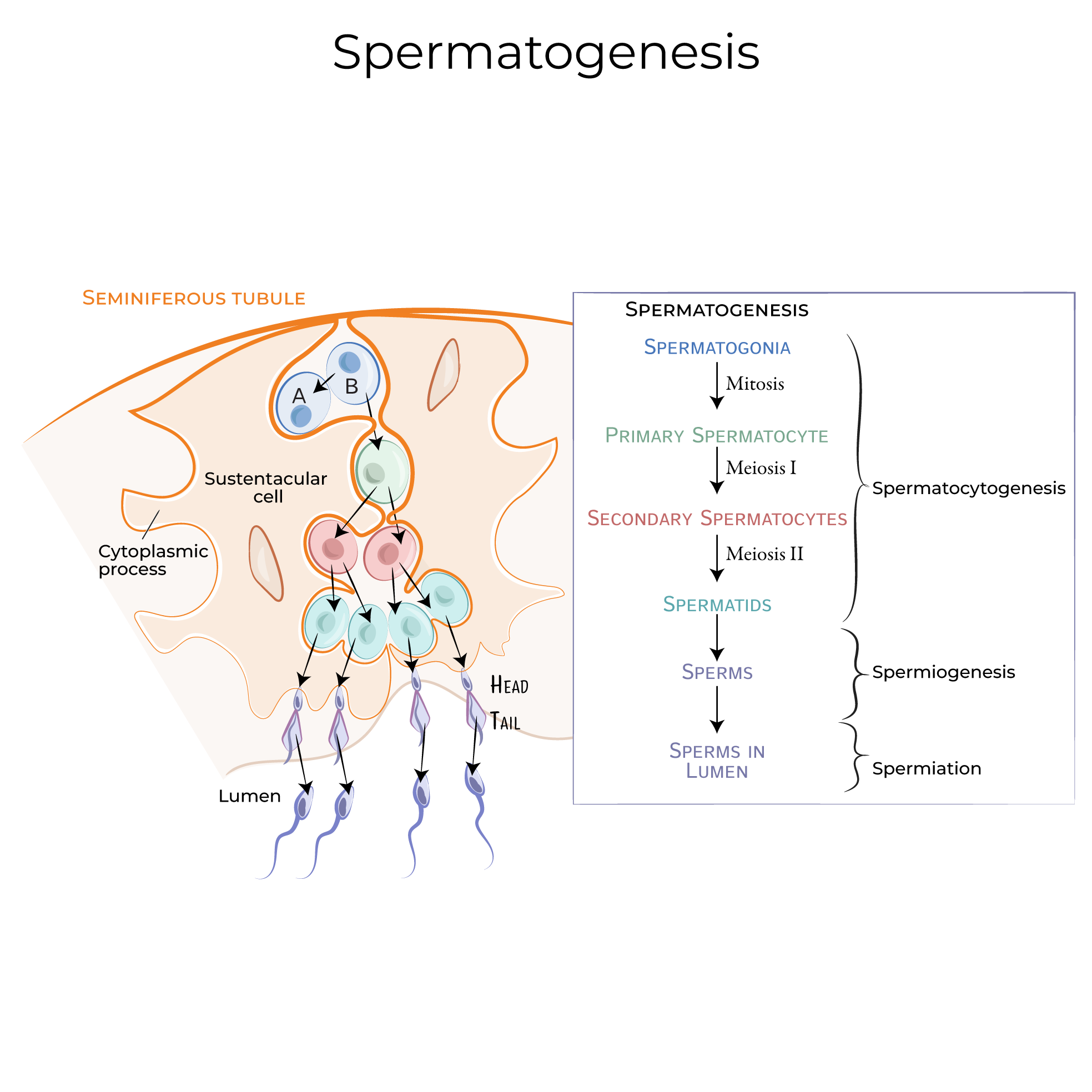 Spermatogenesis process diagram