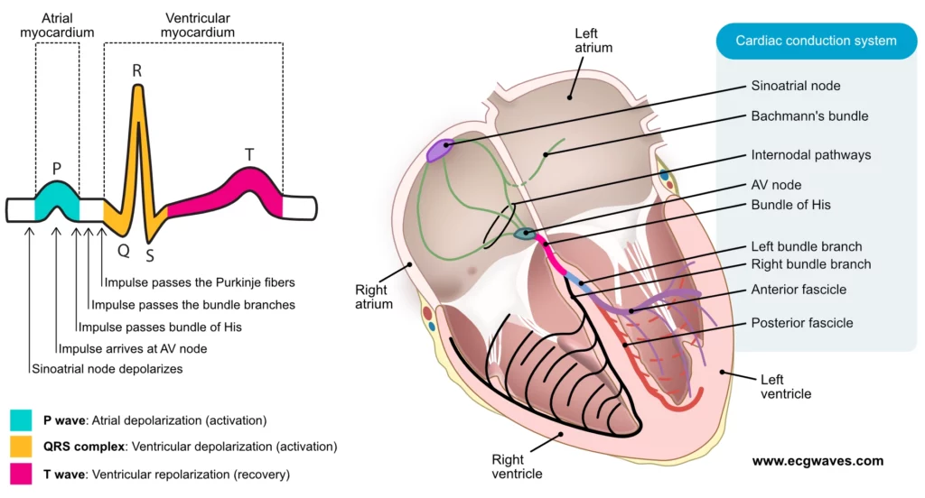 Cardiac Conduction System and ECG Correlation