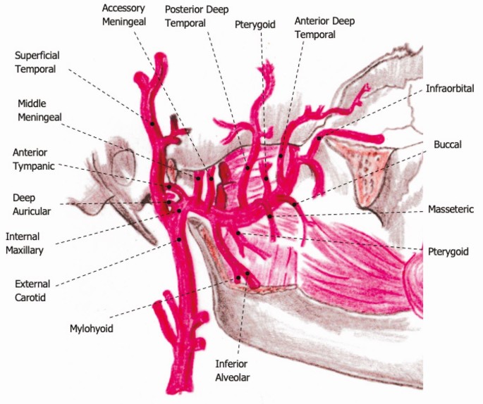 Maxillary artery branches in temporal/infratemporal regions