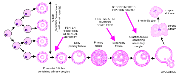 Ovary histology: follicles, corpus luteum