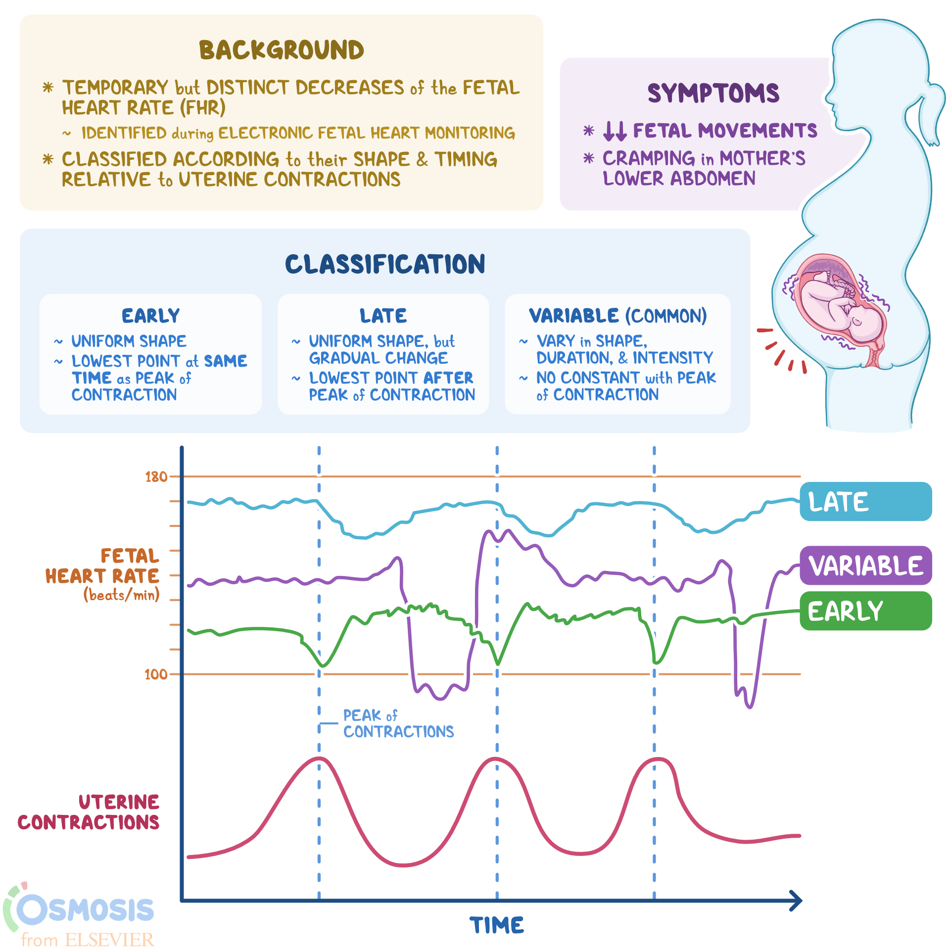 CTG tracings: early, late, variable decelerations