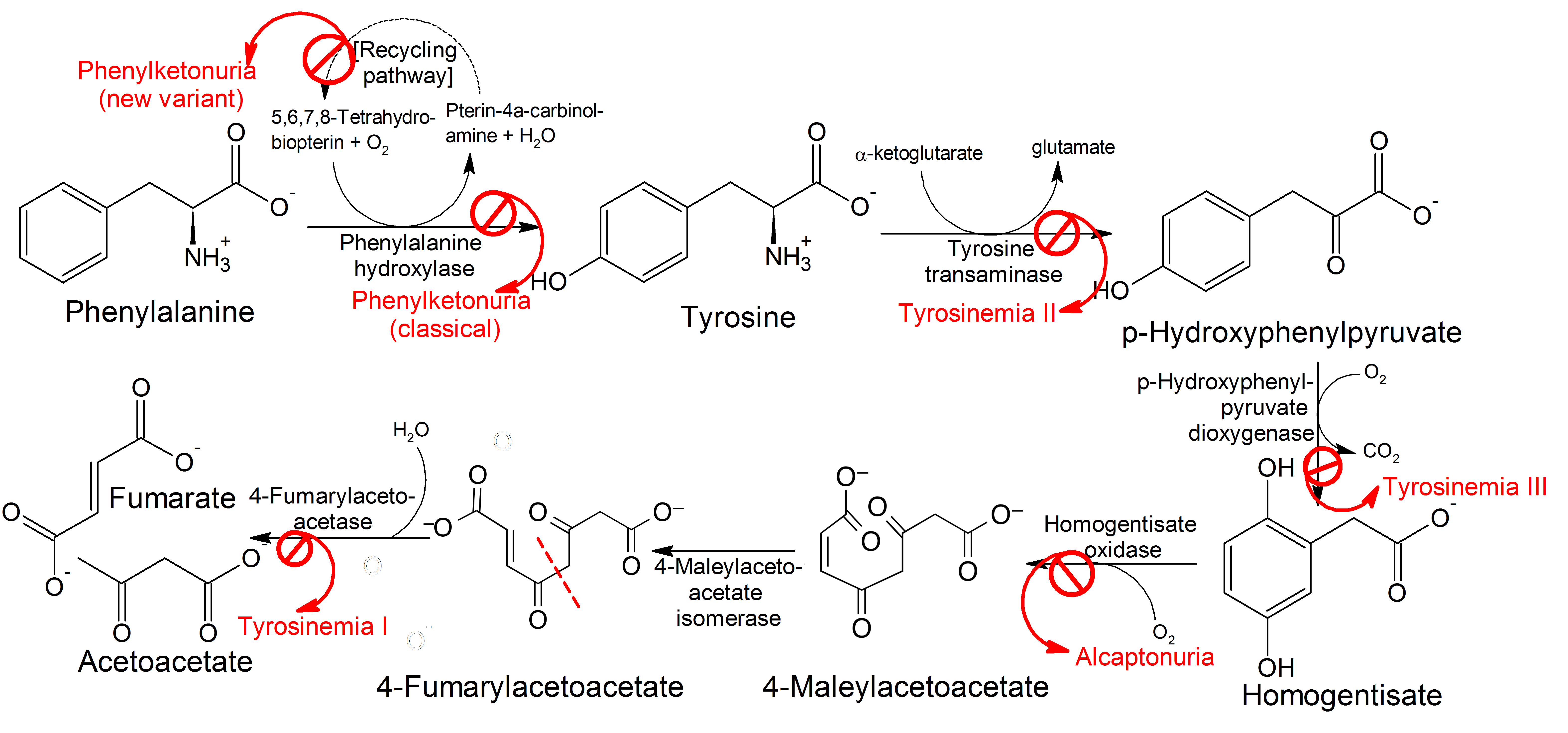 Biochemical pathway of phenylalanine and tyrosine metabolism showing enzyme deficiencies in PKU, Alkaptonuria, and Tyrosinemia
