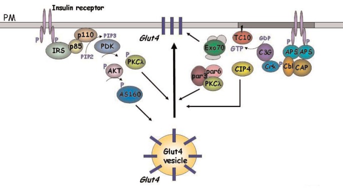 Insulin-mediated GLUT4 translocation pathway