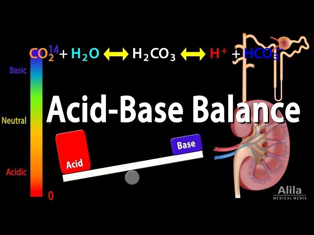 Physiological regulation of acid-base balance showing the carbonic acid-bicarbonate buffer system and renal regulation