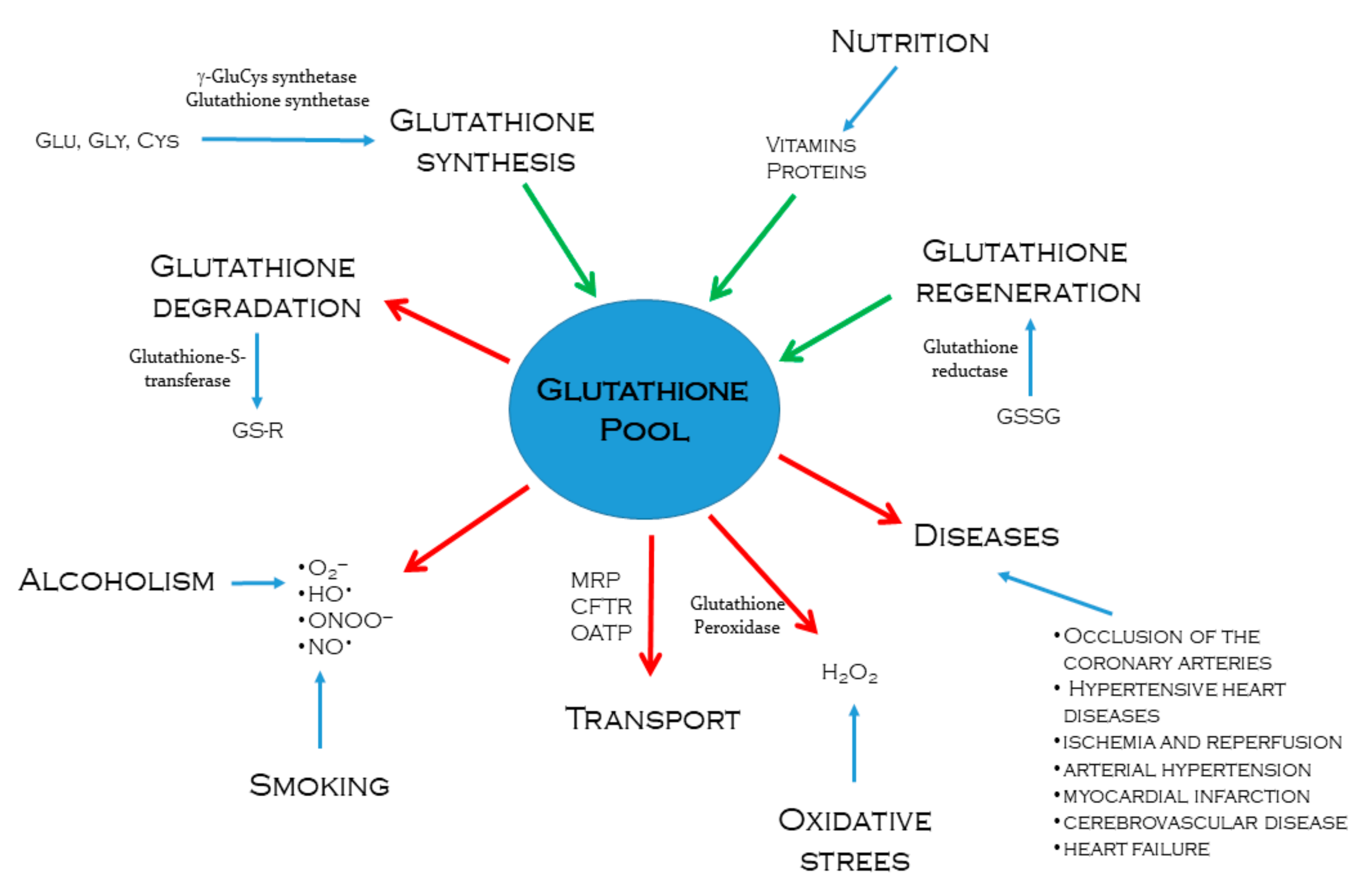 glutathione degradation Glutathione and Detoxification — NEET-PG Lesson