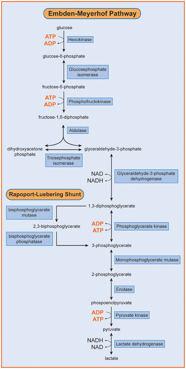 Glycolysis pathway diagram showing enzymes and irreversible steps