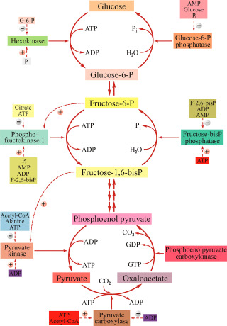 Glycolysis and Gluconeogenesis Pathway