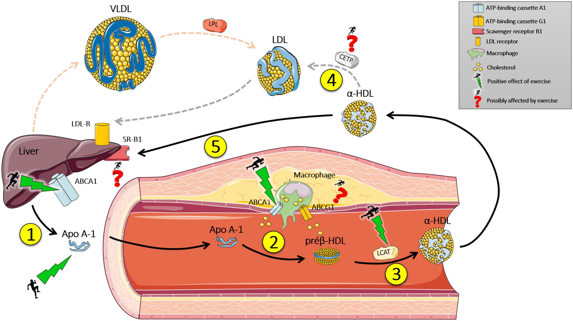 HDL Reverse Cholesterol Transport Pathway