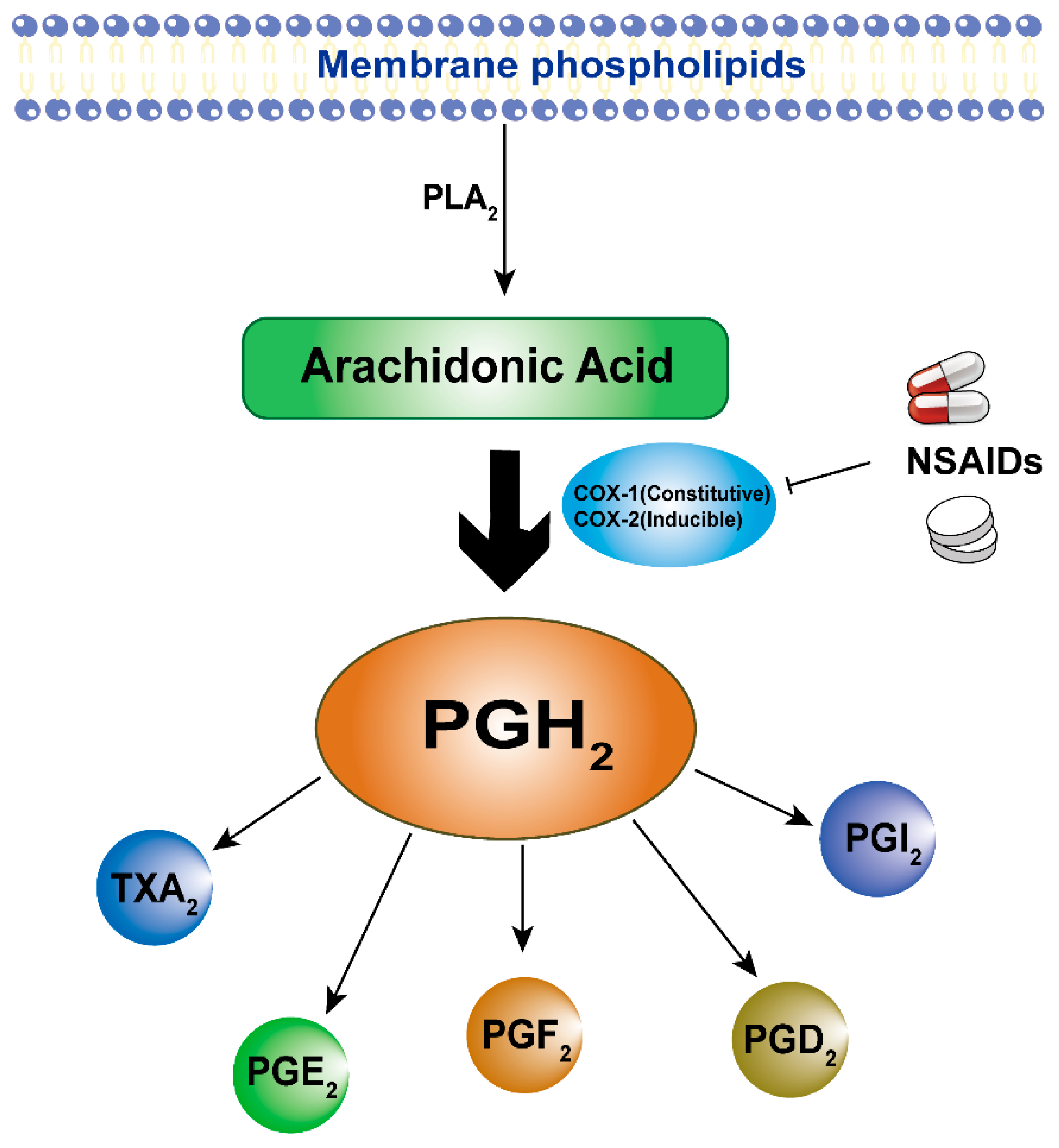 Arachidonic acid cascade showing COX-1 and COX-2 inhibition