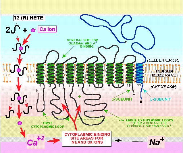 Na+/K+ ATPase pump mechanism