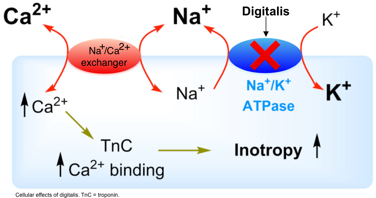 Sodium-Potassium ATPase | Membrane Biochemistry - OnCourse NEET-PG