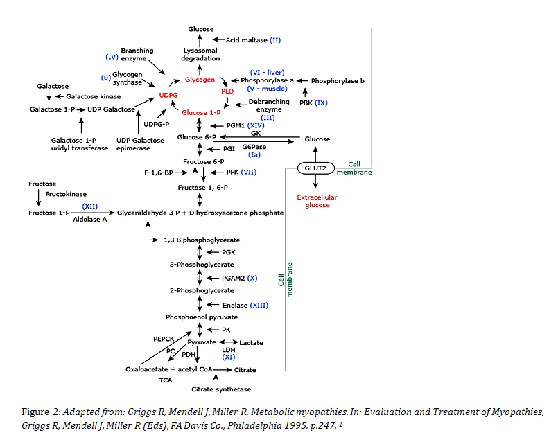 Glycogen metabolism pathway showing enzyme defects in GSDs