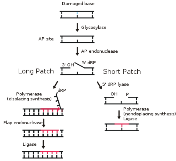 Base Excision Repair pathway steps and enzymes