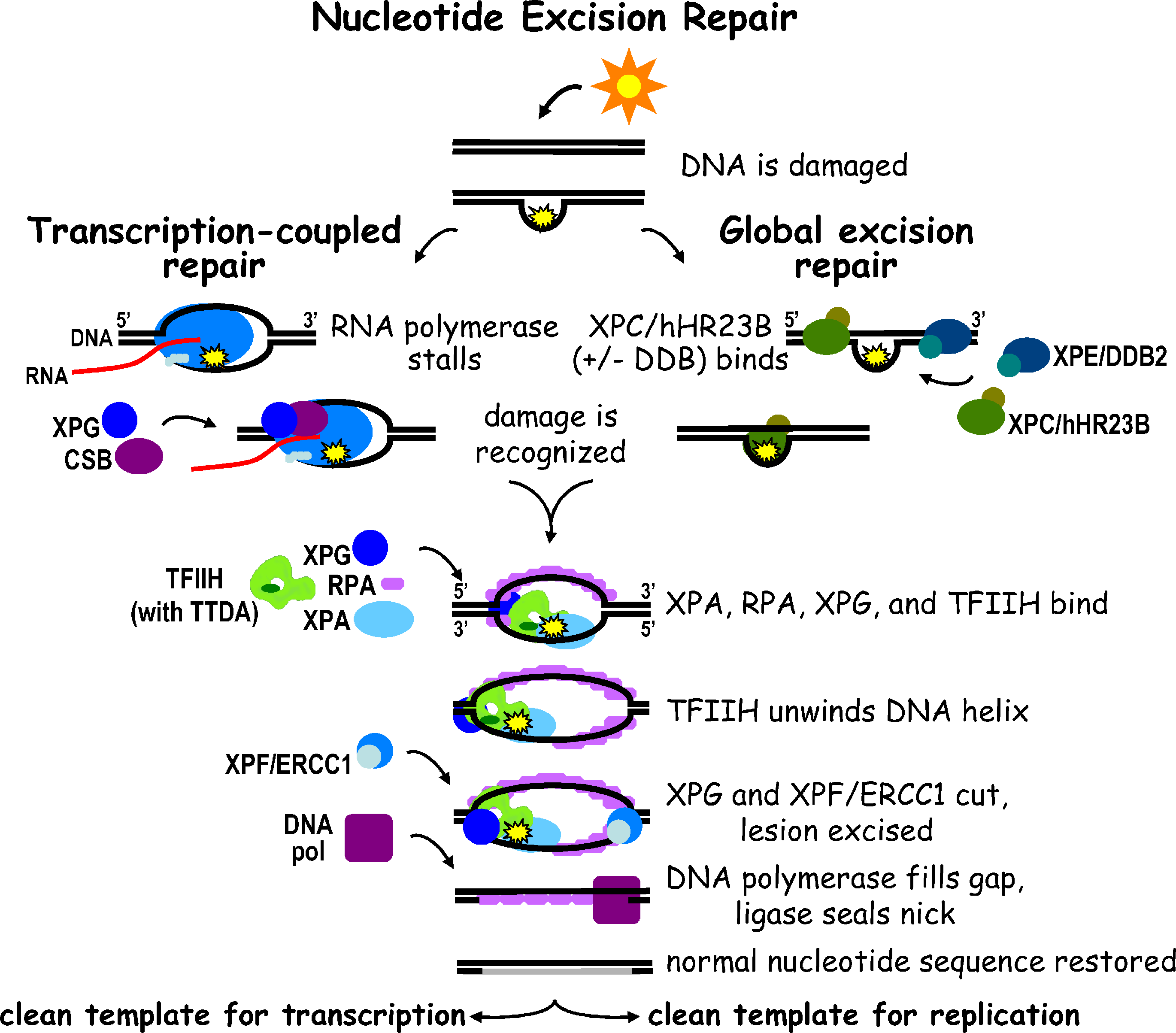 Nucleotide Excision Repair Pathways