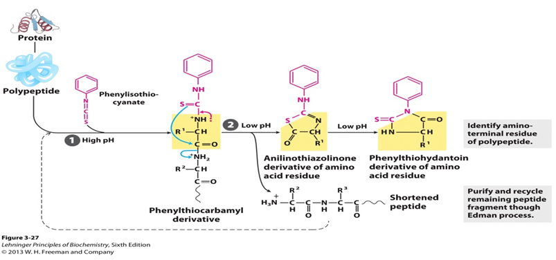 Edman degradation process diagram