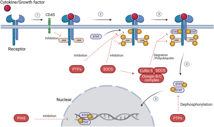 JAK-STAT pathway activation and inhibition