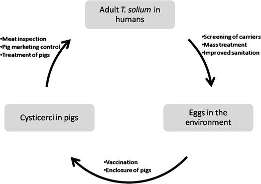 Taenia solium lifecycle and control measures