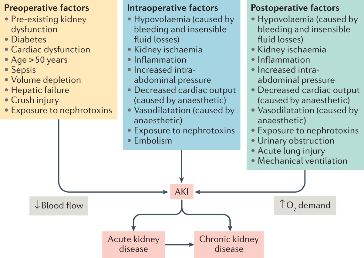 Factors contributing to AKI perioperatively