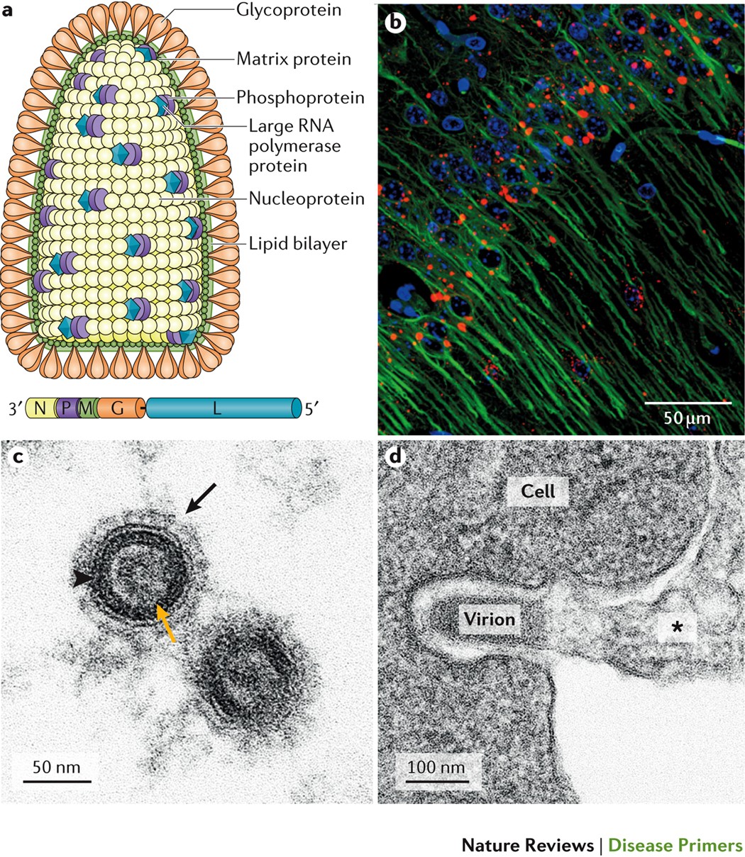 Rabies virus structure and replication