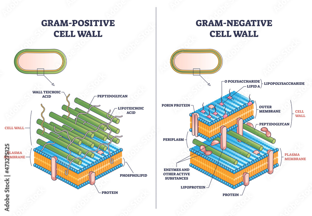 Gram-positive vs Gram-negative cell wall structure