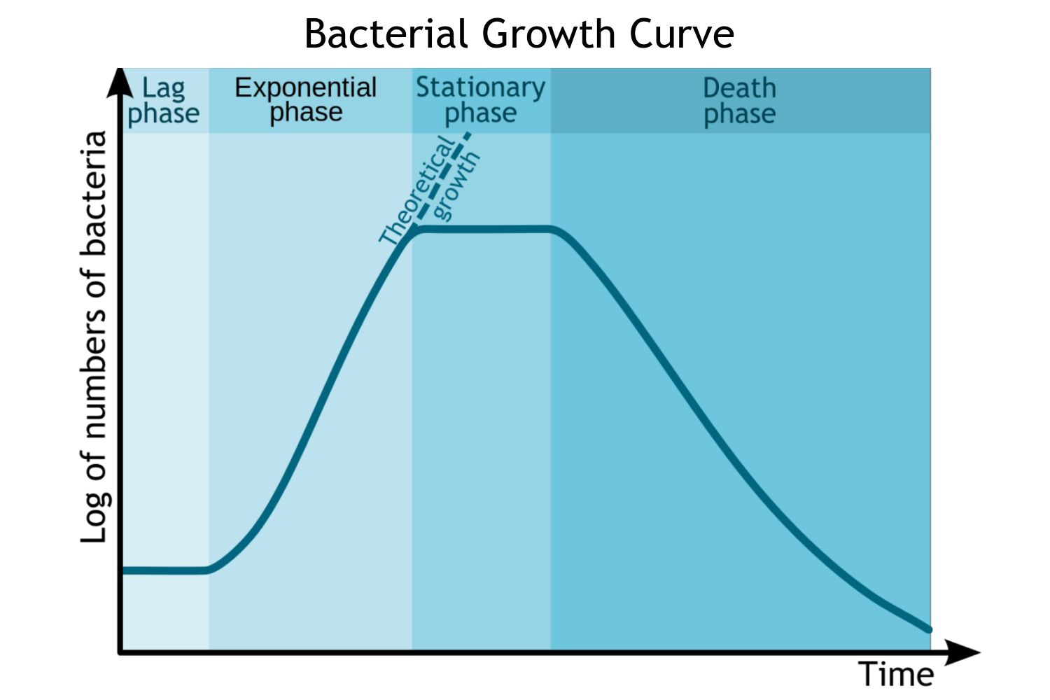 Bacterial Growth Curve Phases