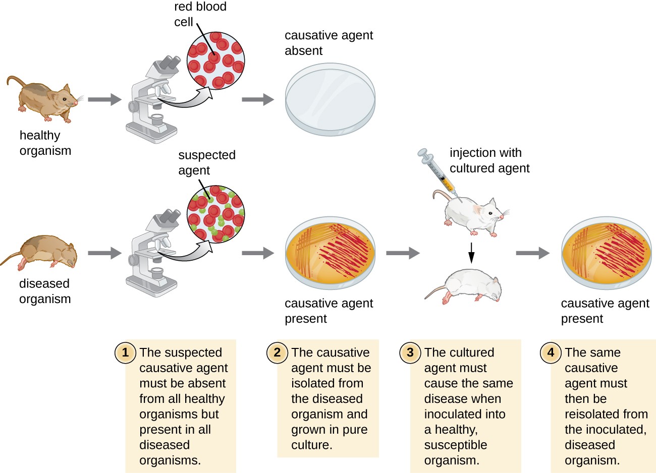 Koch's Postulates Steps