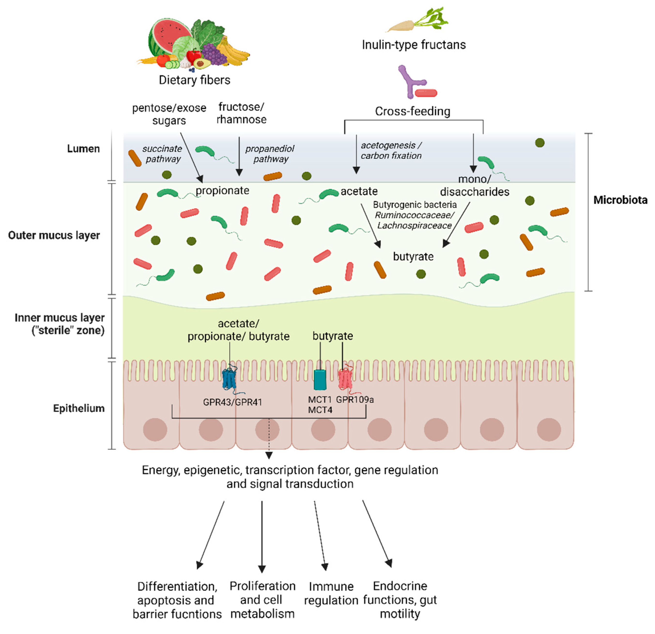 Probiotics and Microbiome Modification | Microbiome - OnCourse NEET-PG