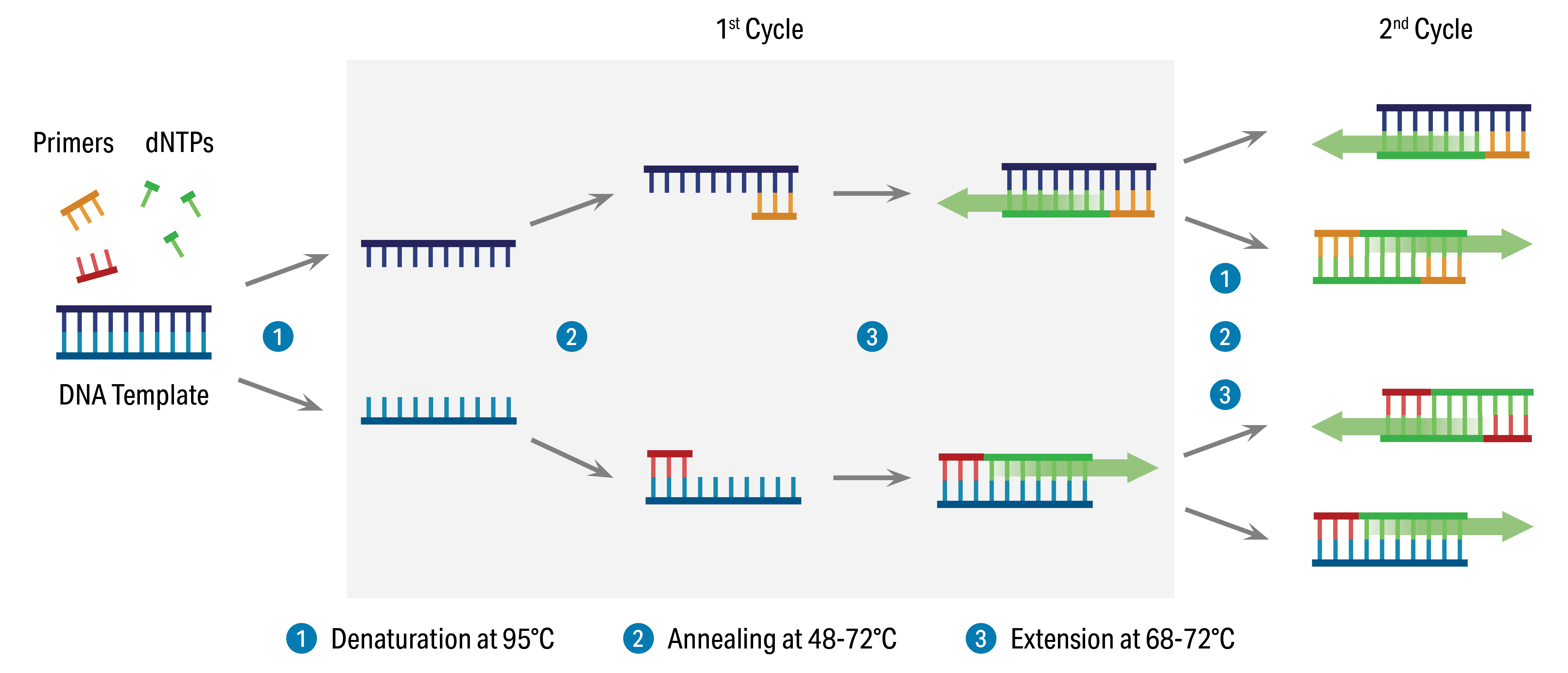 PCR Cycle: Denaturation, Annealing, and Extension