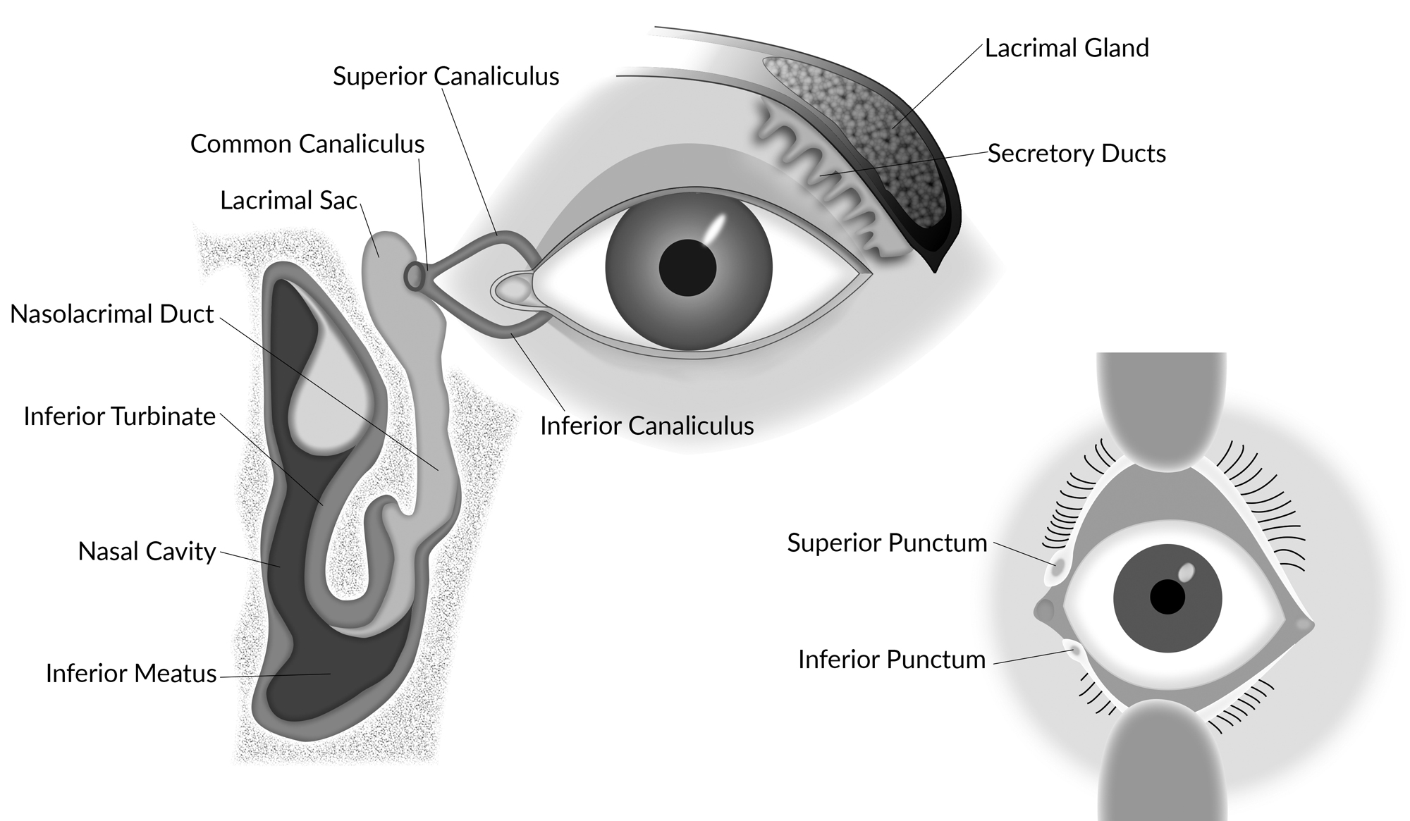 Lacrimal Drainage System Anatomy