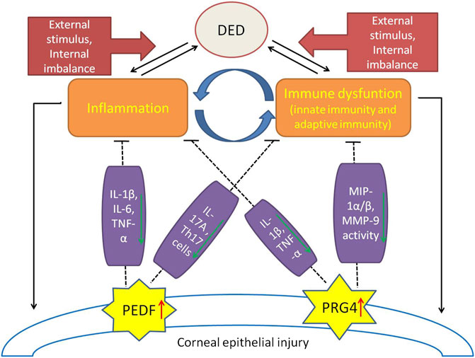 Dry eye disease vicious cycle