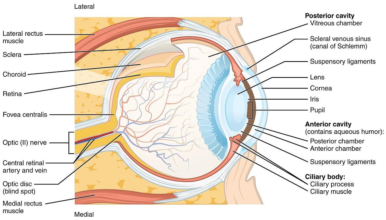 Cross-section of the eye showing chambers and structures