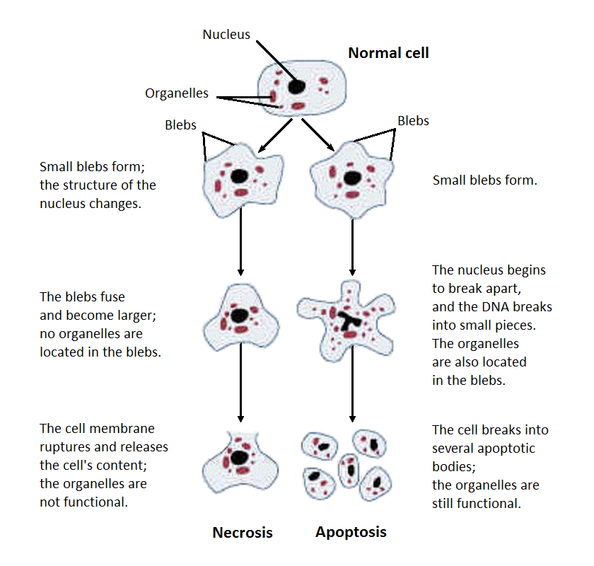 Morphological changes in necrosis vs apoptosis