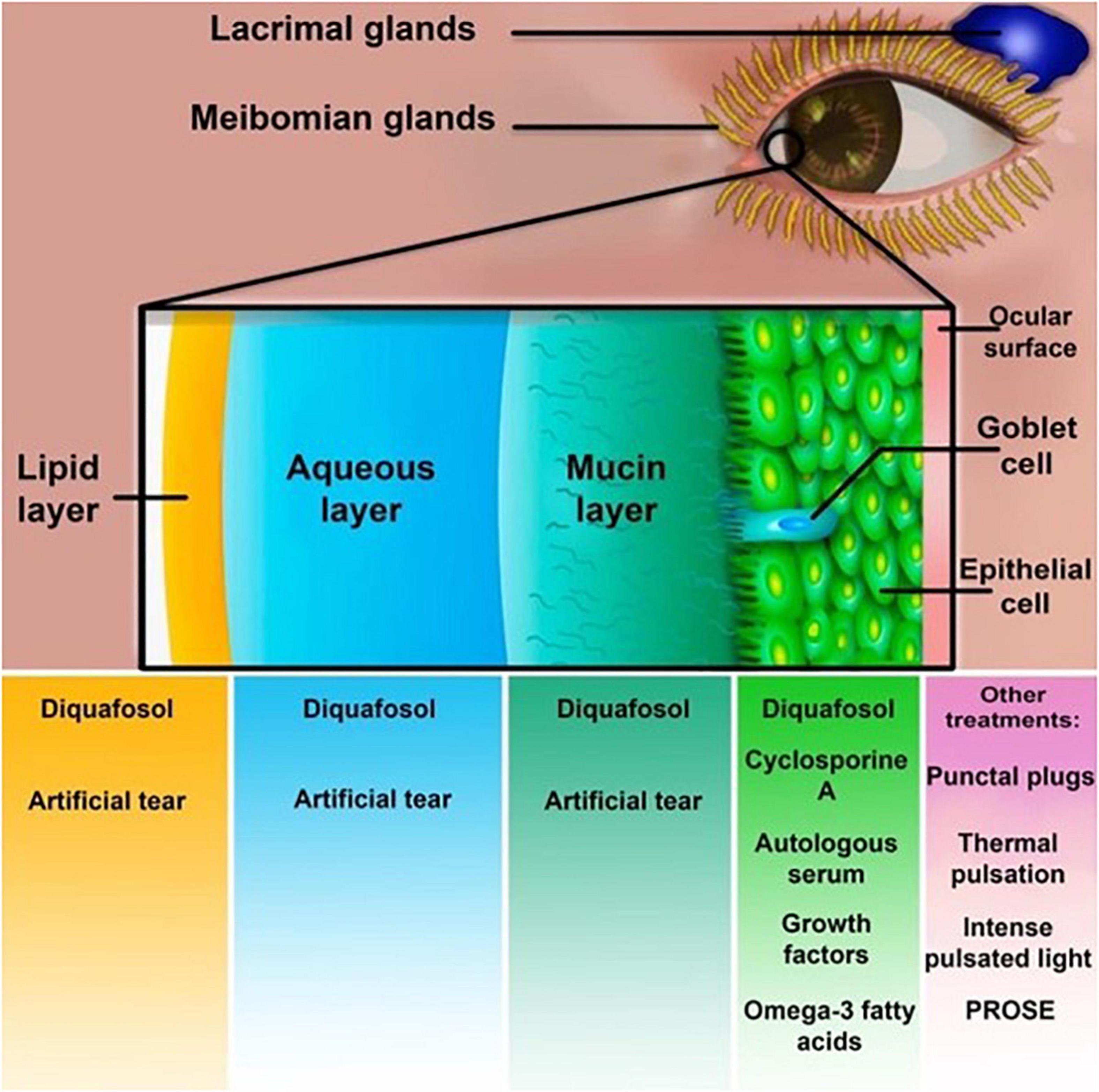 Tear film layers and dry eye treatments