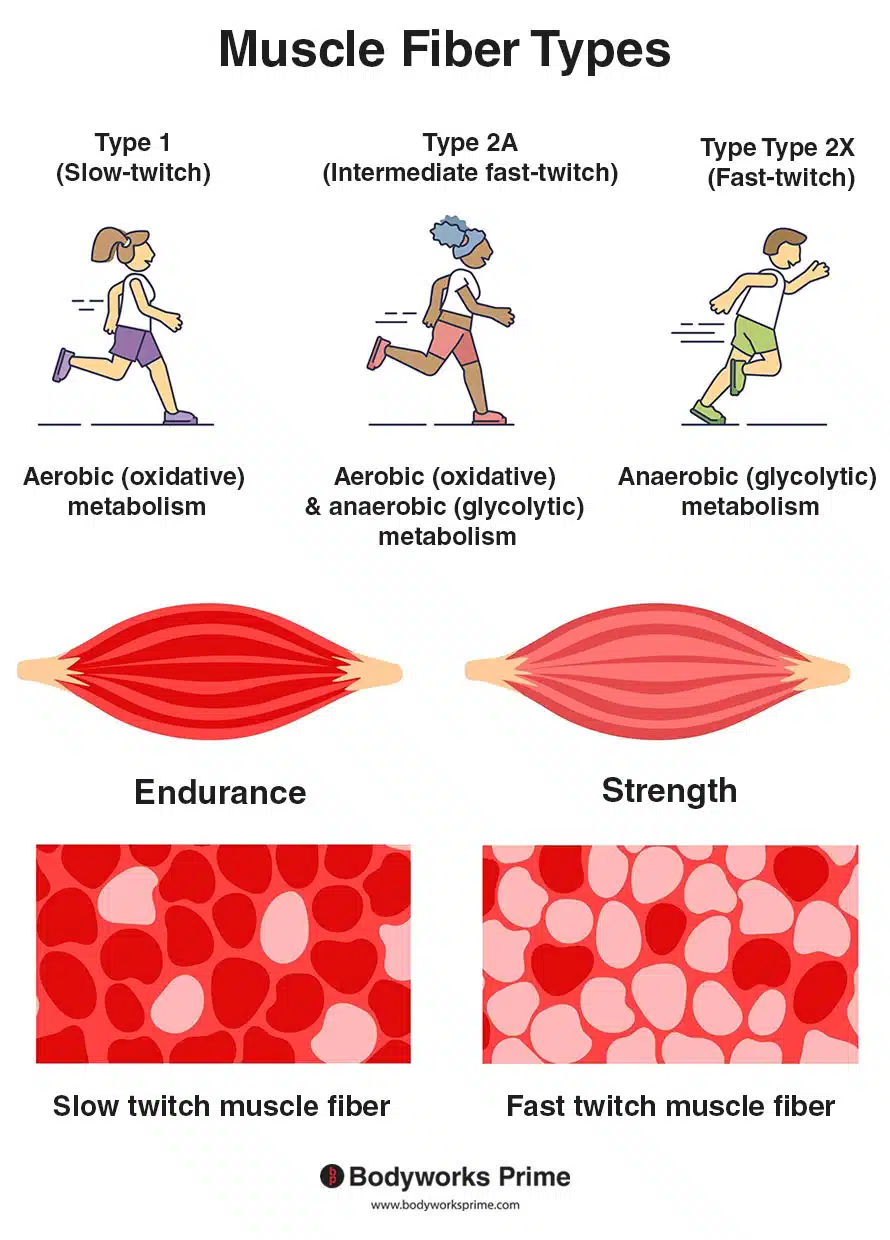 Muscle and Tendon Physiology | Basic Science in Orthopaedics - OnCourse ...