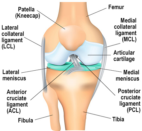 Knee joint anatomy showing ACL, PCL, and Menisci