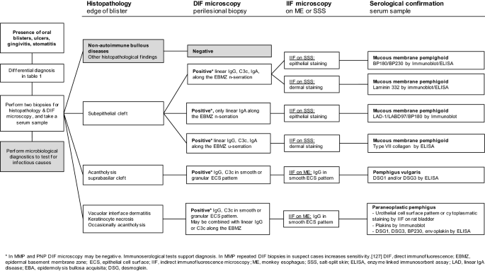 Diagnostic Algorithm for Blistering Diseases