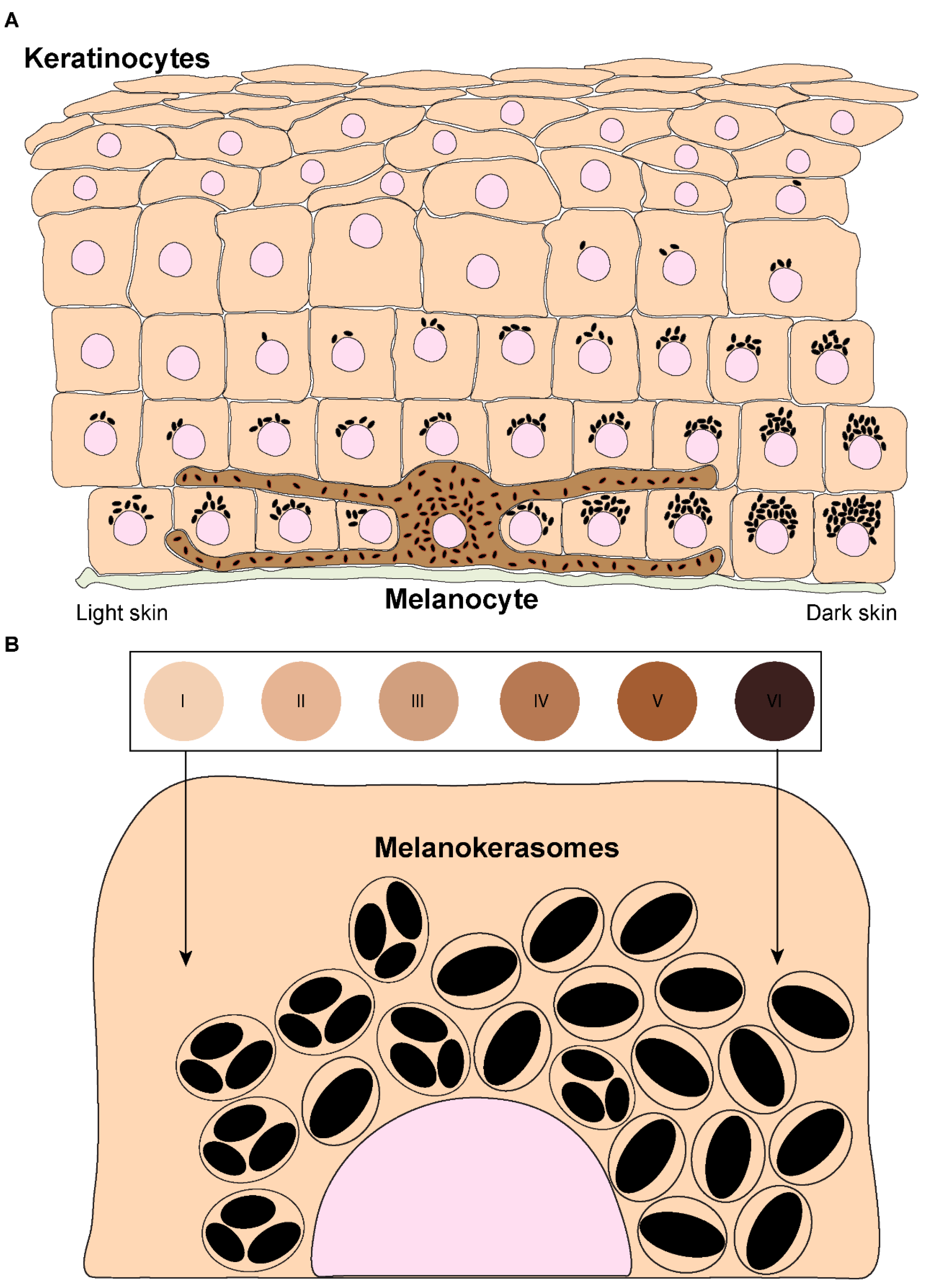 Melanocyte transferring melanosomes to keratinocytes