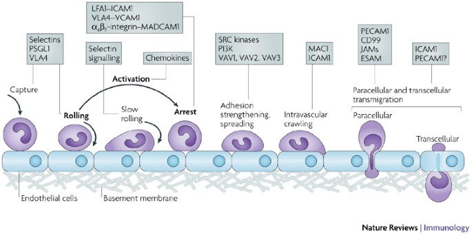 Leukocyte extravasation cascade