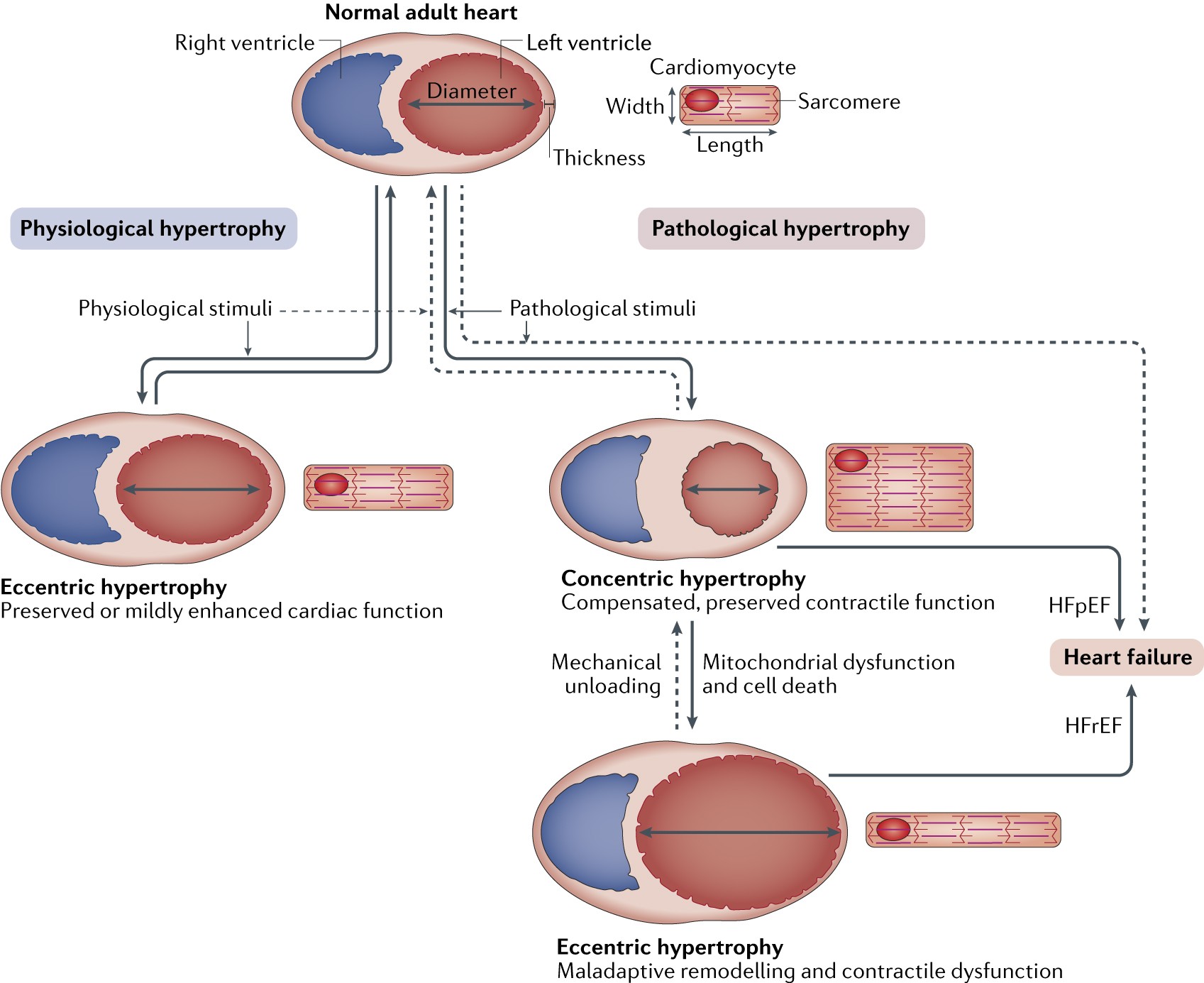 Adaptations of Cellular Growth | General Pathology - OnCourse NEET-PG