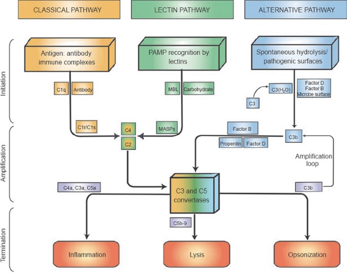 Complement system activation pathways